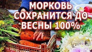 СУПЕР СПОСОБ ХРАНЕНИЯ МОРКОВИ, СВЕКЛЫ И ДРУГИХ ОВОЩЕЙ! КАК ХРАНИТЬ МОРКОВЬ И СВЕКЛУ ДОМА НА БАЛКОНЕ?