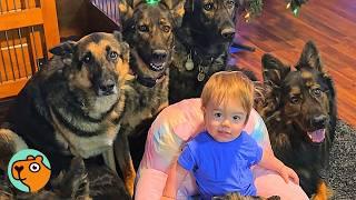 Huge Dogs Protect Baby Like Their Puppy | Cuddle Buddies