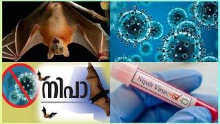 Nipah precautions against Virus, No fear of Nipah... #Binu