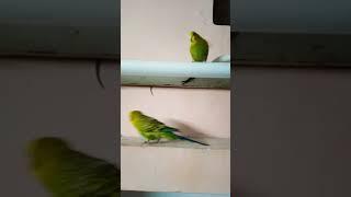 Cute #mittoo #funny #budgies #parrot #lover #birds