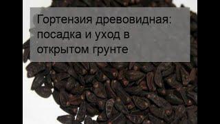 Гортензия древовидная: посадка и уход в открытом грунте