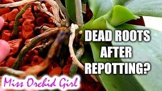 Why do Phalaenopsis Orchid roots die after repotting?