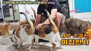 너무 소중한 고양이들과의 아침인사!  / 고양이들과 함께 하는 시골살이 vlog