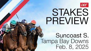 Suncoast Stakes Preview | February 8, 2025