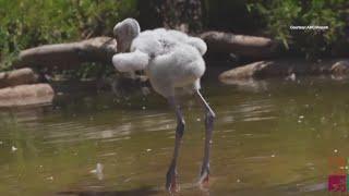 ABQ BioPark provides update on baby American flamingo that hatched in June