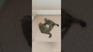 Кошачьи страсти