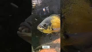 Oscar fish breeding 