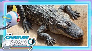 @CreatureCases -  Crocodiles and Alligators  | Clubot Quests | Sam and Kit Mysteries