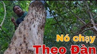 Bít hốc cây lấy "Đồ" ăn | Hoang dã vùng cao
