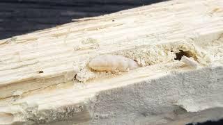 Woodworm (Anobium punctatum or Lyctus brunneus) - sound