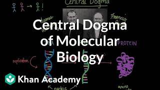 Central dogma of molecular biology | Chemical processes | MCAT | Khan Academy