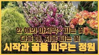 한 해의 마지막과 시작을 함께하는 정원 야생화를 만나요 발레리나앵초11종 에리카3종 황금실화백