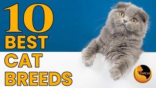 10 best cat breeds for first time owners | Your Guide to Perfect Feline Companions #cat