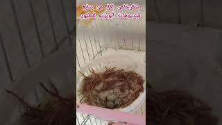 تم وضع ثلاث بيضات