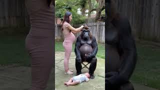 What about the woman who married the gorilla?.#gorillababy #cute #animals #gorilla #baby