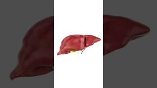 Stop Drinking! Liver Cirrhosis Overview & Treatment