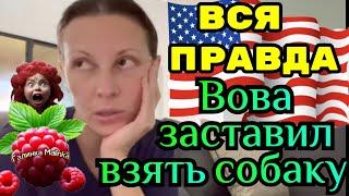 Big Big Family in the USA /Вся правда /Вова заставил забрать собаку /Обзор /Жизнь в Америке