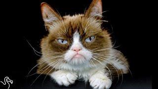 Grumpy Cat's Parents Sue Coffee Shop