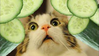 Cucumber BDD Anti-patterns [Bad Practices] - Part 1