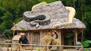 Dwarf Family hand-processed rice grains from harvested plants | Panicked To Meet Giant Pythons