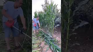 Corn plant cutter..#shortvideo #tech #technical #technique #farmer #farming #shorts #shortfeed