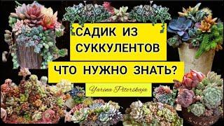 Суккулентные садики. Что нужно знать?     Часть 1.