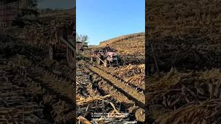 Efficient corn harvest techniques- Good tools and machinery can increase work efficiency