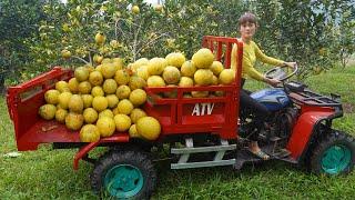 Full video: Use high-powered off-road vehicles harvesting grapefruit to sell - Green forest farm