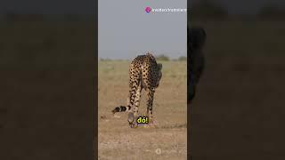 Có thể bạn chưa biết , sự thật thú vị về động vật P5 #animals #funny #viralshorts @tramniemvui24h