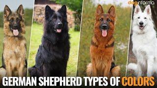 5 Types Of German Shepherd Coat Colors - German Shepherd Colors And Patterns