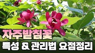 목련을 닮은 꽃을 봄부터 가을까지 계속 피워내는 꽃나무!  달콤한 향기와 시원시원한 성장세, 독특하고 이국적인 꽃으로 내 정원을 특별하게 만들어주는 자주받침꽃을 소개합니다.