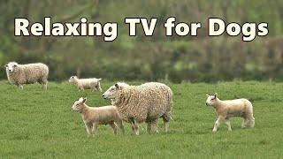 Dog TV Videos ~ Beautiful Calming Sheep Videos and Sounds ⭐ 8 HOURS of TV for Dogs ⭐