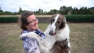 Russischer Barzoi Leidenschaft   Windhundvereine in Deutschland Windhunde Landstuhl Vorstellung