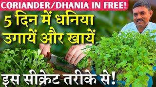 Free में उगायें धनिया || चुटकियों में धनिया उग के तयार || Coriander/Dhania in Free!