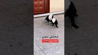 #حمام شخشلي سوري