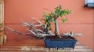 New trees and some losses #Bonsai #Prebonsai