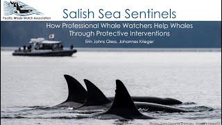 Salish Sea Sentinels: How Professional Whale Watchers Help Whales Through Protective Interventions