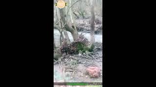 RUHUNUZU DİNLENDİRİN,SU ve KUŞ SESLERİ EŞLİĞİNDE MÜTHİŞ DOĞA