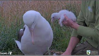 Royal Albatross ~ RLK Meets His New Chick!  Precious Bonding Time With Dad!  1.30.25