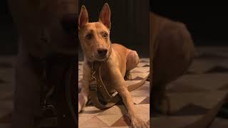 Humans vs Dogs  | Kuldeep Singhaniaa #shorts