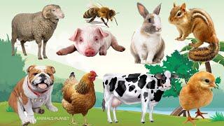 Bustling animal world sounds around us: Bee, Sheep, Chicken, Rabbit, Pig, Goat, Squirrel, Dog, Cow