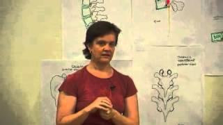 Sound within a Joint: Where does it come from? - Amy Matthews [EmbodiedAnatomy.net]