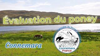 Guide du présentateur (partie 3) : Évaluation du poney Connemara