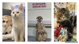 跟動物來場美麗的邂逅｜獴貓cafe