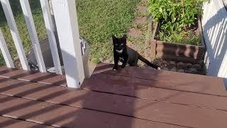 Unique-looking Tuxedo kitten with a boot on his tail !!