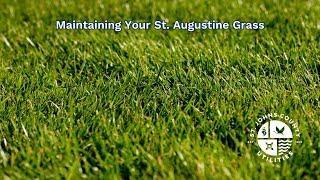 Maintaining Your St. Augustine Grass - St. Johns County Utilities & UF/IFAS