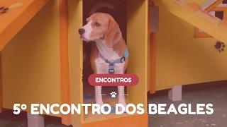 5º encontro dos Beagles de Curitiba - Fevereiro 2017 - Organização Meu AUmigo Cão