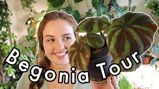 A Tour of my Begonia Collection!