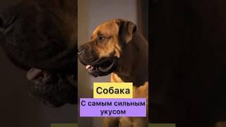 СОБАКА С САМЫМ МОЩНЫМ УКУСОМ