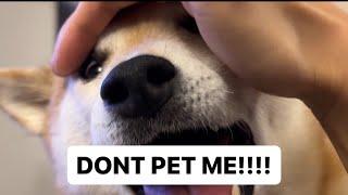 Dramatic Shiba Won’t Let Owner Pet Him